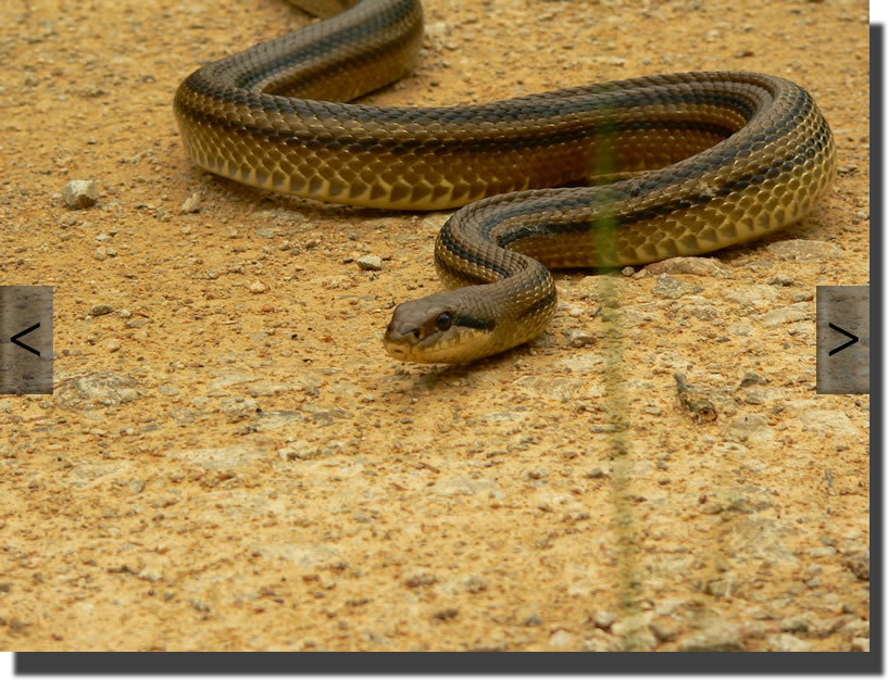 elaphe quatuorlineata